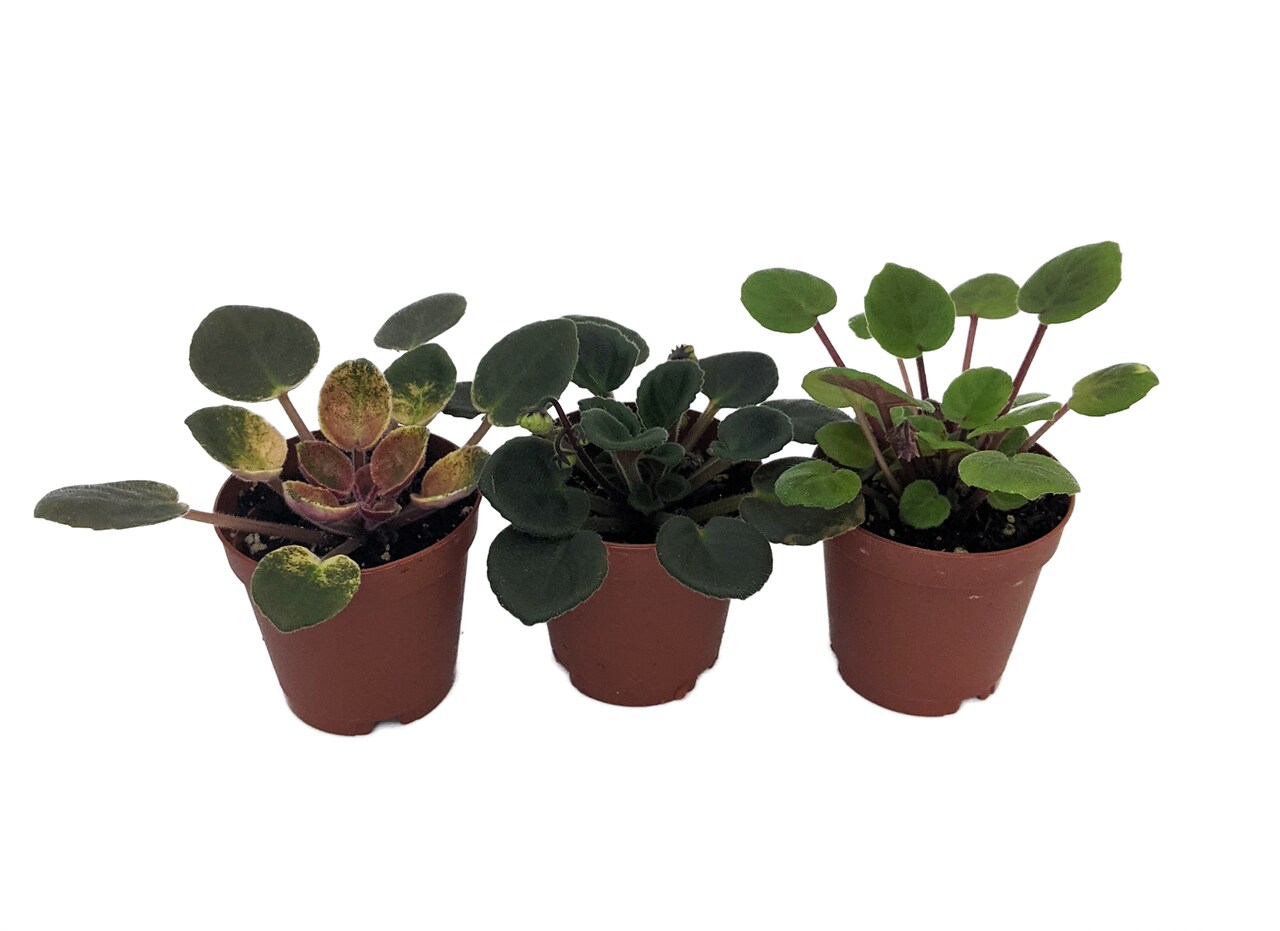 SALE Miniature African Violet - 3 Plants/2" Pot - Great for Terrariums